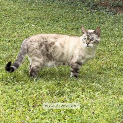 Foto 1/1 Boo Chat perdido en Sainte savine