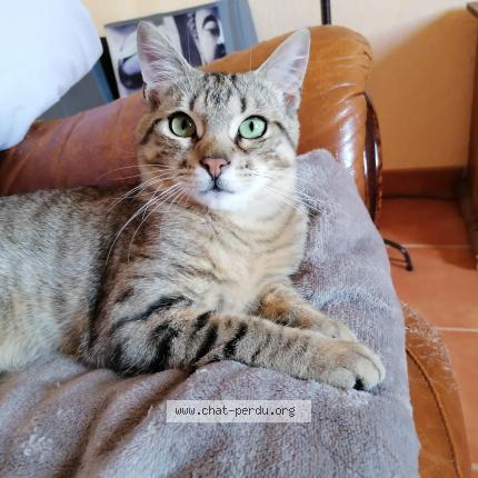 Foto 1/1 Tigrou Chat perdido en Mimizan plage