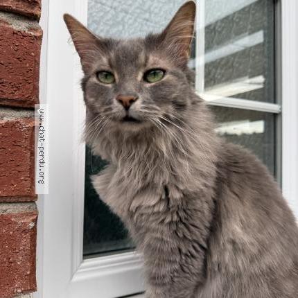 Foto 1/1 Mina Chat perdido en Beloeil