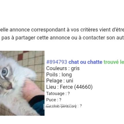 Foto 1/1 Léon Chat perdido en Rouge