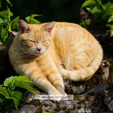 Foto 1/1 Autan Chat perdido en Plougastel daoulas