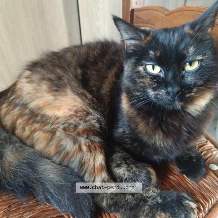 Foto 1/1 Coca Chat perdido en Ciadoux