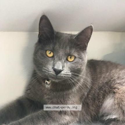 Foto 1/1 Yoko Chat perdido en Sotteville sous le val