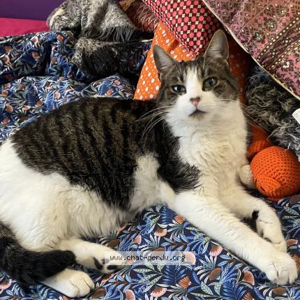 Foto 1/1 Tagada Chat perdido en Angers