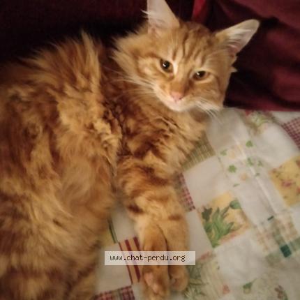 Foto 1/1 Bowie Chat perdido en Saint lizier