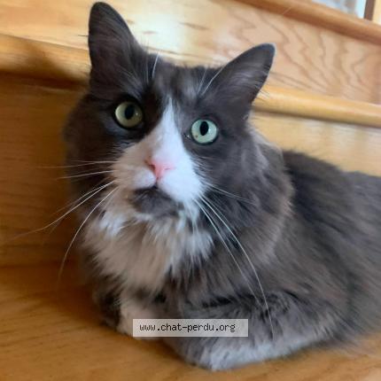 Foto 1/1 Nelson Chat perdido en Pincourt