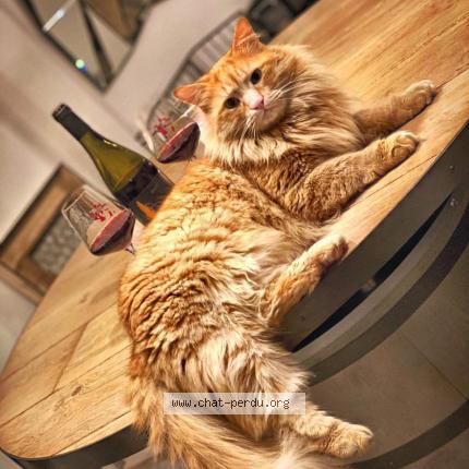 Foto 1/1 Caipi Chat perdido en Villemoisson sur orge