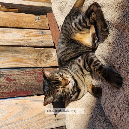 Foto 1/1 Ickis Chat perdido en Ashland