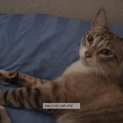 Foto 1/1 Lexie Chat perdido en Los angeles