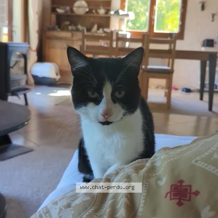 Foto 1/1 Skyyart Chat perdido en Besse