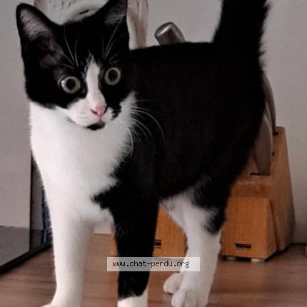 Foto 1/1 Criquette Chat perdido en Lesquin