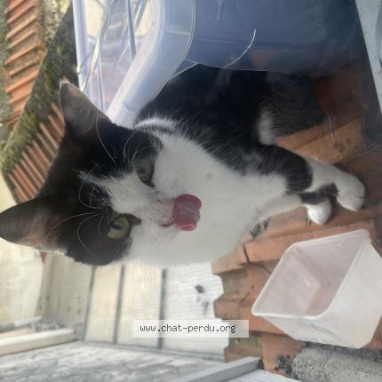 Foto 1/1 Gato encontrado Encontrado en Rueil malmaison