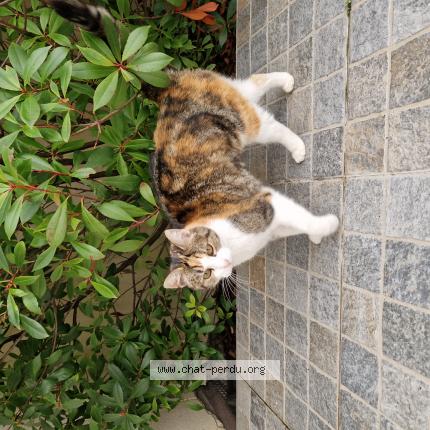 Foto 1/1 Gato encontrado Encontrado en Argenteuil