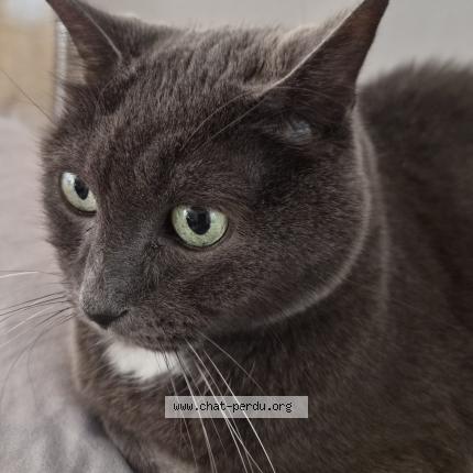 Foto 1/1 Jules Chat perdido en St cyr l ecole