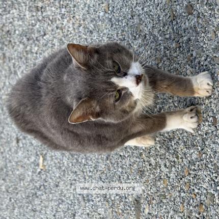 Foto 1/1 Gato encontrado Encontrado en Juvigne