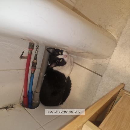 Foto 1/1 Gato encontrado Encontrado en Chanas