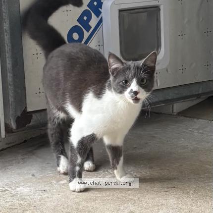 Foto 1/1 Gato encontrado Encontrado en Talensac