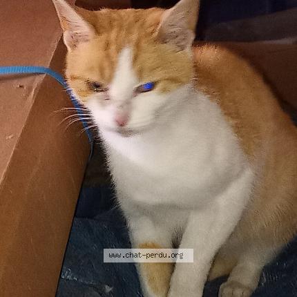 Foto 1/1 Gato encontrado Encontrado en Batilly en gatinais