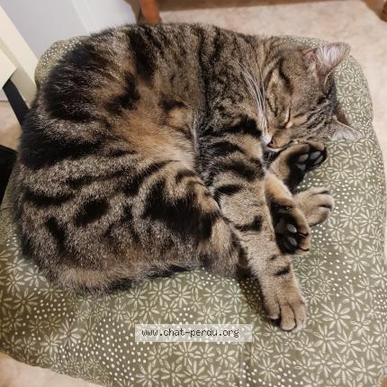 Foto 1/1 Gato encontrado Encontrado en Reims