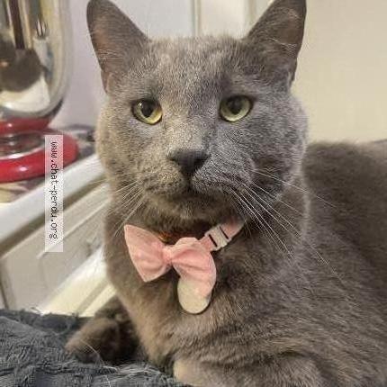 Foto 1/2 Titus Chat perdido en Montreal