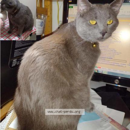 Foto 2/2 Titus Chat perdido en Montreal