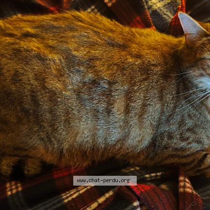 Foto 1/1 SPEACH Chat perdido en Saint hilaire le chateau