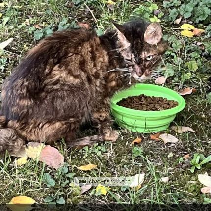 Foto 1/3 Gato encontrado Encontrado en Arras