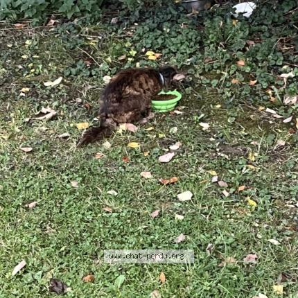 Foto 2/3 Gato encontrado Encontrado en Arras