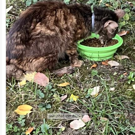 Foto 3/3 Gato encontrado Encontrado en Arras