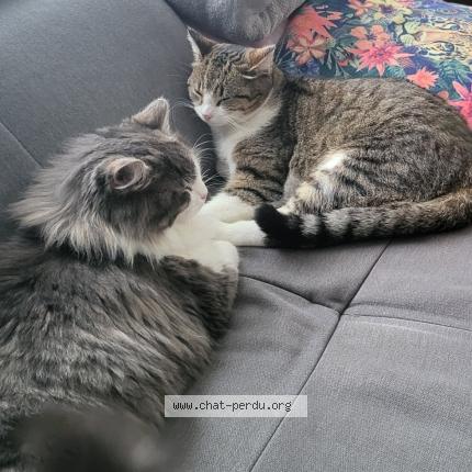 Foto 1/1 Sans nom Chat perdido en Carbonne