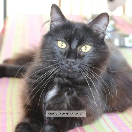 Foto 1/1 Mme Gwenola Helou Chat perdido en Ereac