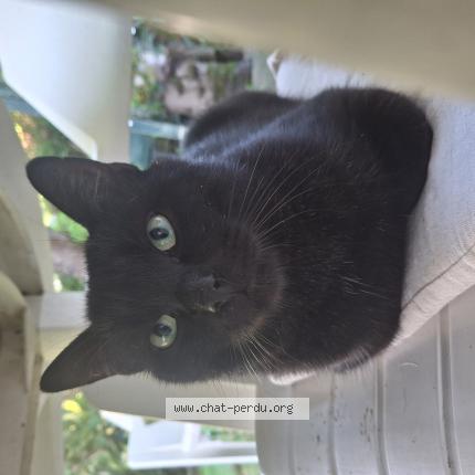 Foto 1/3 Gato encontrado Encontrado en Rennes