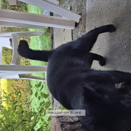 Foto 2/3 Gato encontrado Encontrado en Rennes