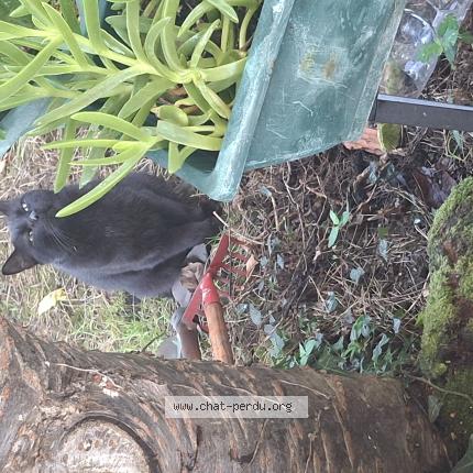 Foto 3/3 Gato encontrado Encontrado en Rennes