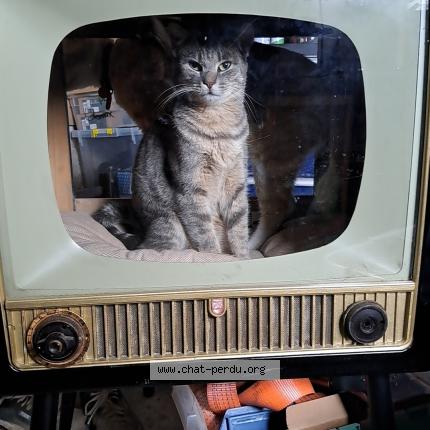 Foto 1/1 Grisette Chat perdido en West cappel