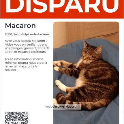 Foto 3/3 Macaron Chat perdido en Saint sulpice de favieres