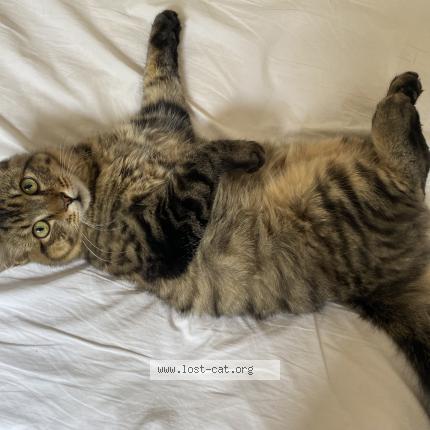 Foto 1/1 Bertrand Chat perdido en Johannesburg