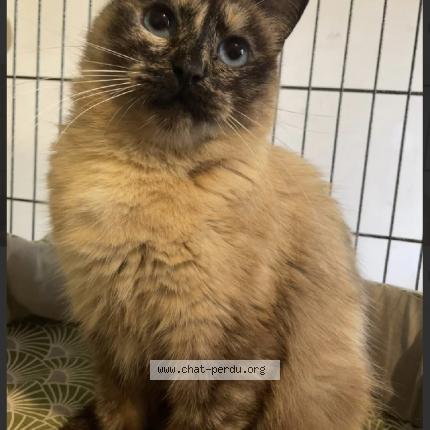 Foto 1/1 Olive Chat perdido en Vincenne