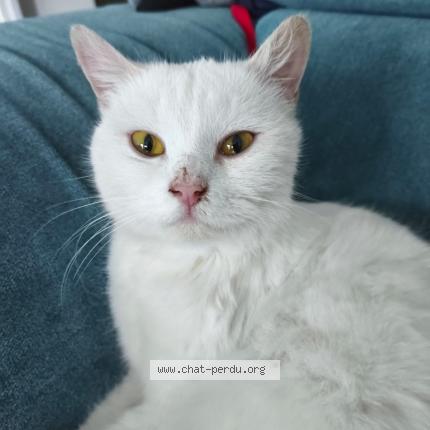 Foto 1/1 Gato encontrado Encontrado en Beauchamp