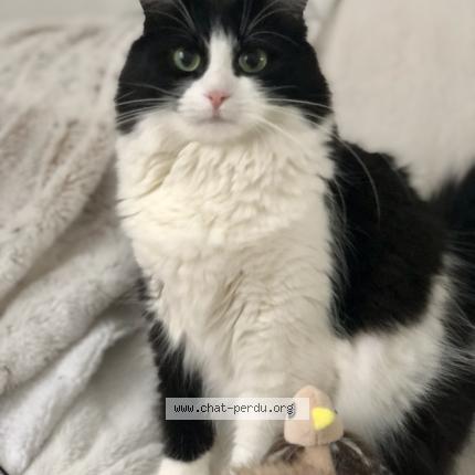 Foto 1/1 Choupette Chat perdido en Meythet annecy