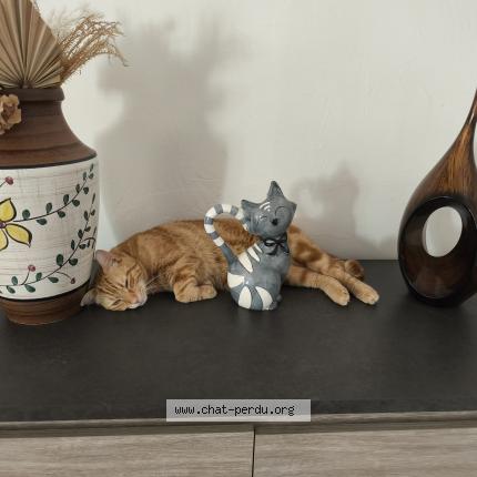 Foto 1/1 Shanks Chat perdido en Saint remy de provence