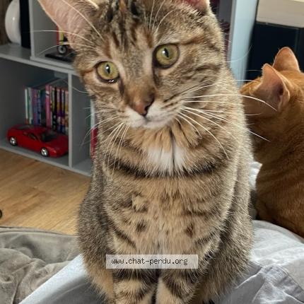 Foto 1/1 Vera Chat perdido en Beille