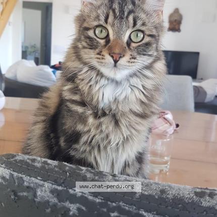 Foto 1/1 Yago Chat perdido en Serres gaston