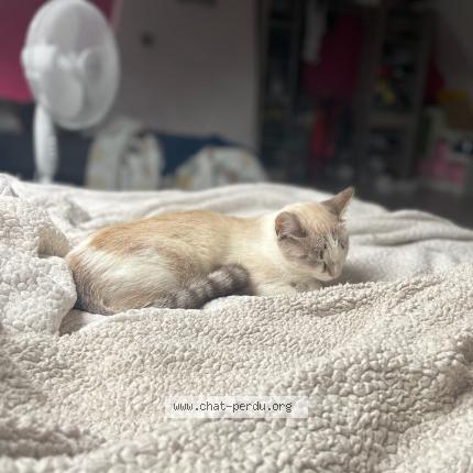 Foto 1/2 Autone Chat perdido en Jargeau