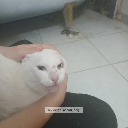 Foto 1/1 Gato encontrado Encontrado en Beziers