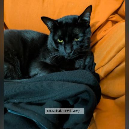 Foto 1/1 Loki Chat perdido en Grenoble