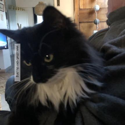 Foto 1/1 Thiphany Chat perdido en Challans