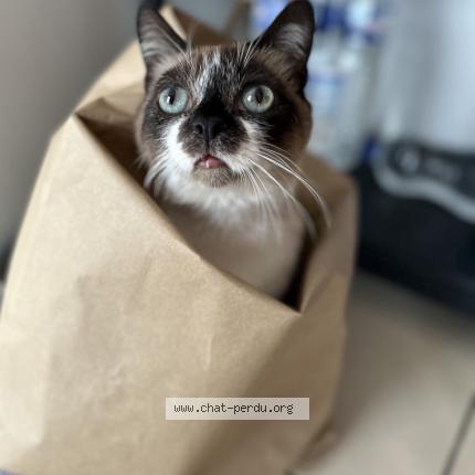 Foto 1/1 Mistigris Chat perdido en Neufchatel hardelot