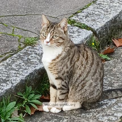 Foto 1/1 Gato encontrado Encontrado en Nantes