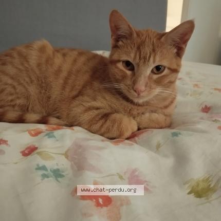 Foto 1/1 Gato encontrado Encontrado en Eysines